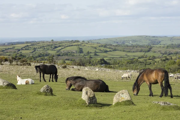 Dartmoor midilli ve koyun otlatma