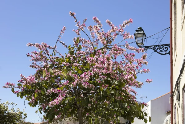 Sierlijke Europese straat lamp — Stockfoto