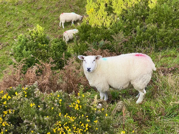 在马恩岛的一个农场放牧的绵羊和羊羔 — 图库照片