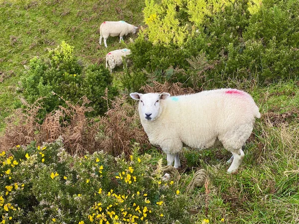 Ovejas Corderos Pastando Una Granja Isla Man —  Fotos de Stock