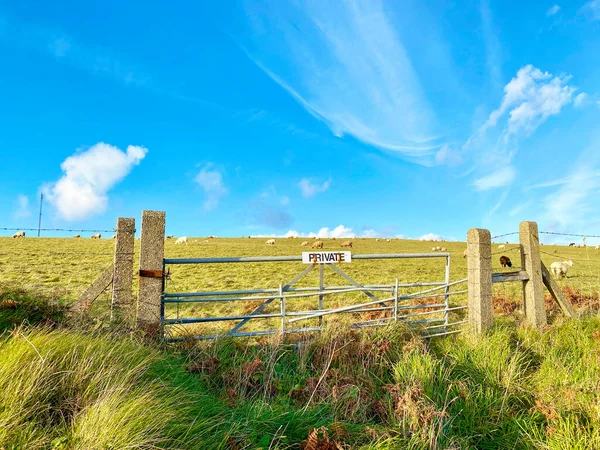 Får Och Lamm Som Betar Gård Isle Man — Stockfoto