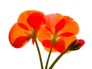 Güzel kırmızı Sardunya çiçekleri