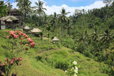 Pirinç tarlaları Bali Endonezya
