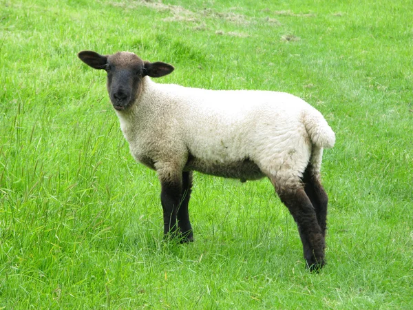 Spring Lamb — Stock Photo, Image