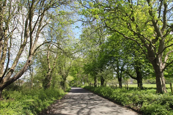 English country road and trees