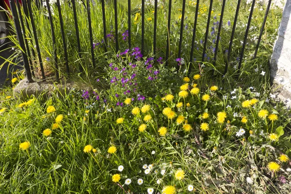 English country wildflowers — Stock Photo, Image