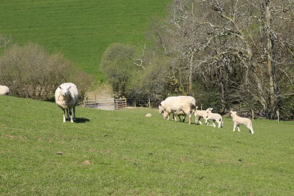 Ovelhas e cordeiros primavera — Fotografia de Stock