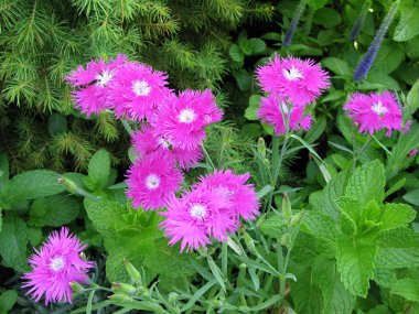 Çiçekler içinde nane yama