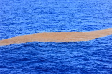 Sargassum deniz ot mavi okyanus üzerinde