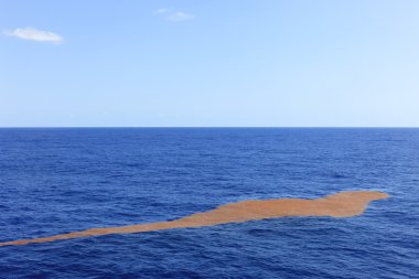 Okyanus üzerinde deniz yosunu yüzen