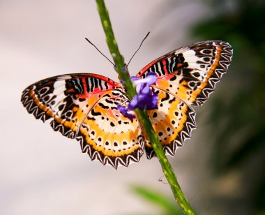 Bir kök üzerinde Kelebek