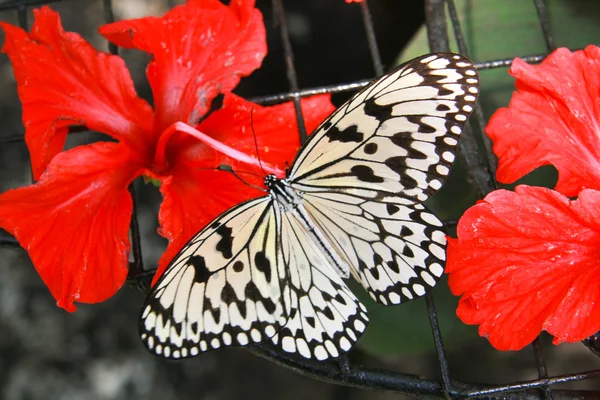 ağaç perisi kelebek