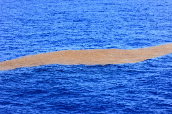 Sargassum sea weed on a blue ocean — Stock Photo, Image