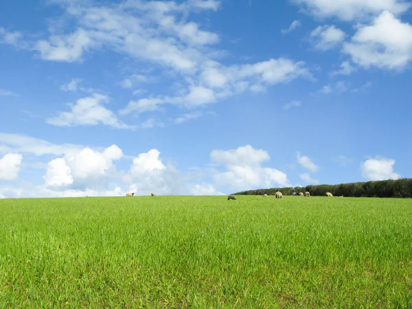 Pascolo di pecore nel Devon campo agricolo — Foto Stock