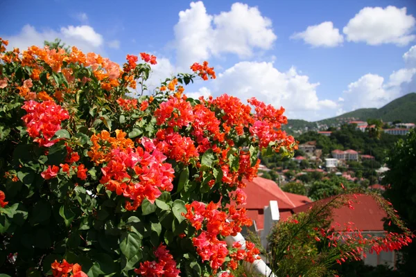 Bougainvillea w St Thomas — Zdjęcie stockowe