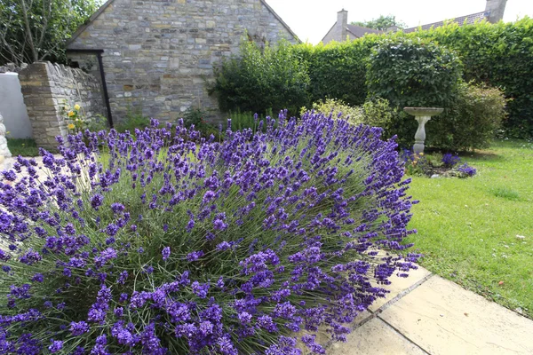 Lavender and birdbath — Stock Photo, Image