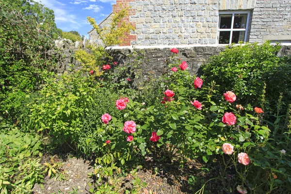 Rosas rosadas en un jardín —  Fotos de Stock