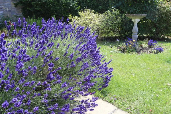 Lavanda e birdbath — Foto Stock