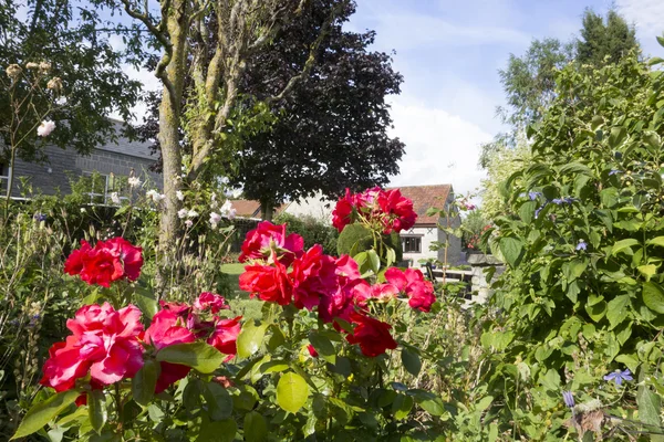 Rosas vermelhas em um jardim rural — Fotografia de Stock