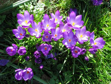 Mor bahar Çiğdem çiçek