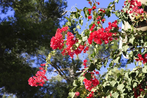 Beautiful tropical bougainvillea — Stock Photo, Image