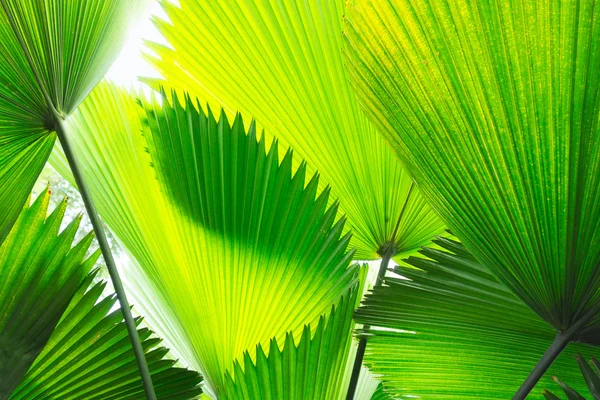 stock image Tropical palm leaves