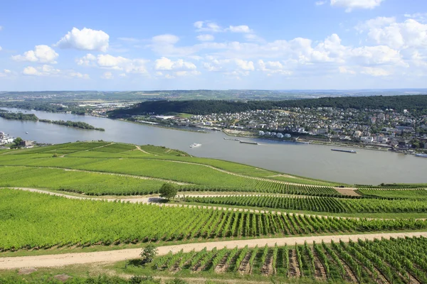 Долина Рейна и виноградники — стоковое фото