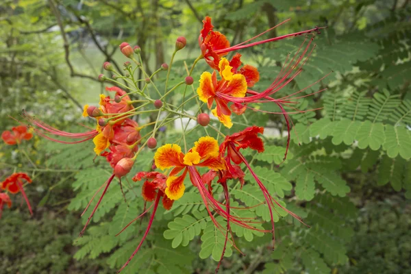 Красивые тропические цветы павлина — стоковое фото