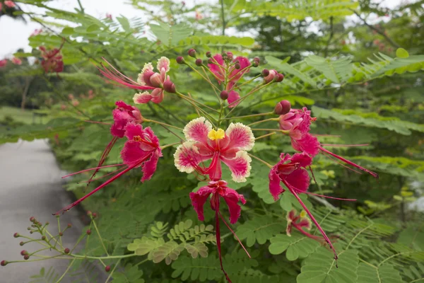 Beautiful tropical peacock flowers — Stock Photo, Image