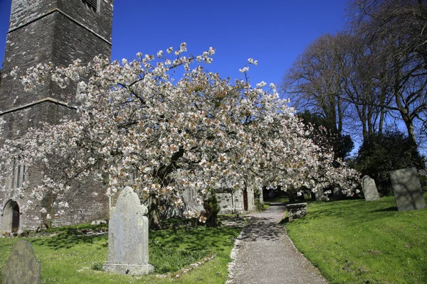 Flor de primavera en un cementerio — Foto de Stock