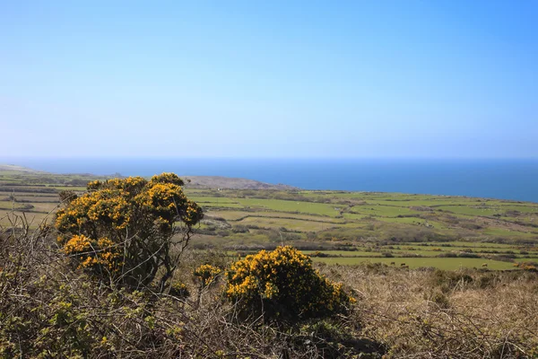 Cornish πεδία και θάμνους ακανθώδεις θάμνους — Φωτογραφία Αρχείου