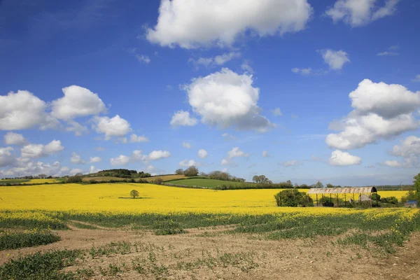 Campos de colza amarelos — Fotografia de Stock