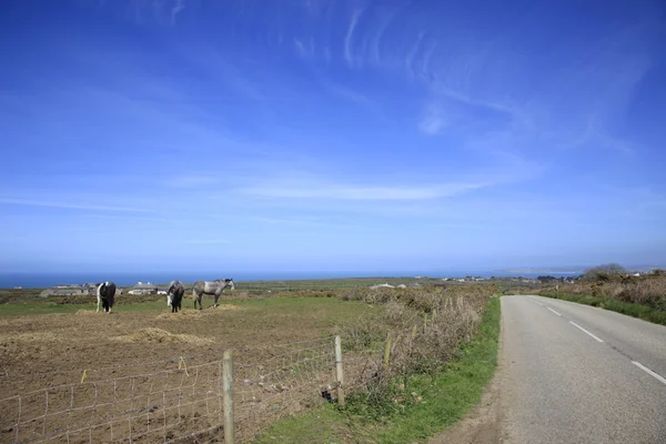 Hästar Cornish kust — Stockfoto