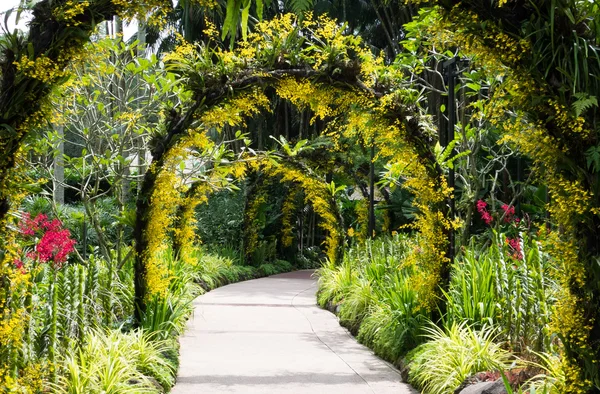 Piękny tunel kwiatów orchidei — Zdjęcie stockowe