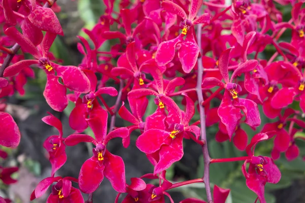 Belle orchidee tropicali rosse — Foto Stock