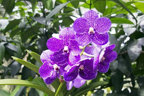 Пурпурные тропические орхидеи — стоковое фото