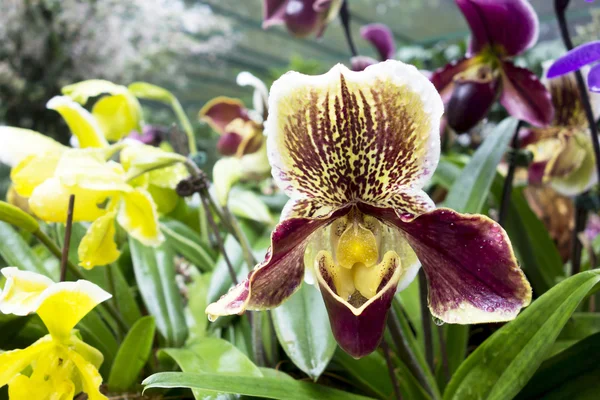 Красивая коричневая и желтая тропическая орхидея — стоковое фото
