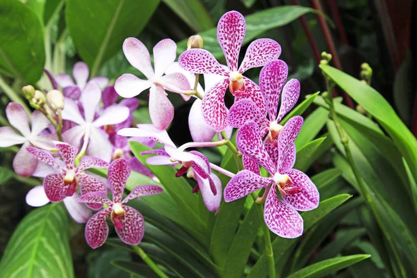 Красивые тропические орхидеи — стоковое фото
