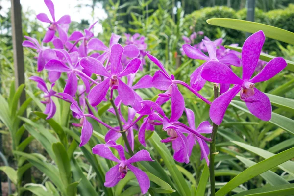 Красивые тропические орхидеи — стоковое фото