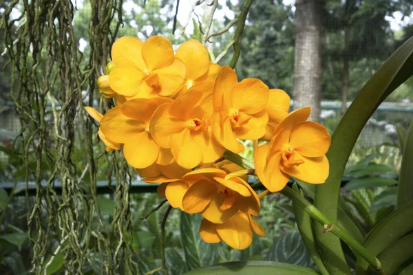 Оранжевые тропические орхидеи — стоковое фото