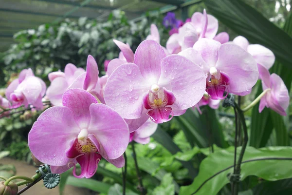 Красивые розовые тропические орхидеи — стоковое фото
