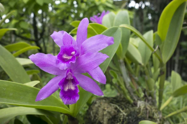 Красивые большие экзотические тропические орхидеи — стоковое фото
