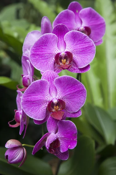 Красивые лиловые тропические орхидеи — стоковое фото