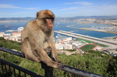 Barbary maymun Gibraltar