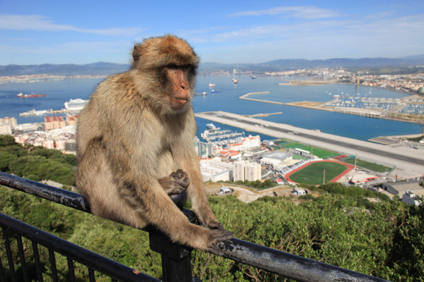 Barbary Ape of Gibraltar