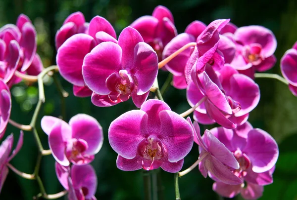 Красивые фиолетовые орхидеи — стоковое фото