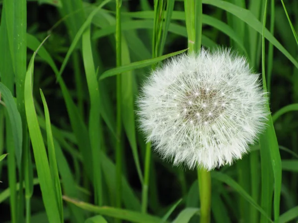 Löwenzahnsamen — Stockfoto