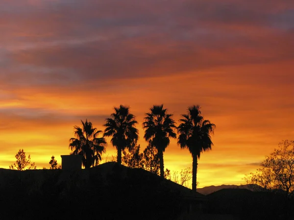 Palm trees silhouetted by the sunset — Stock Photo, Image