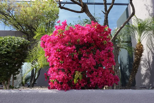 Arbusto de Bougainvillea rosa — Fotografia de Stock