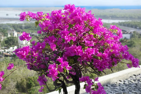 Pink tropical bougainvillea — Stock Photo, Image